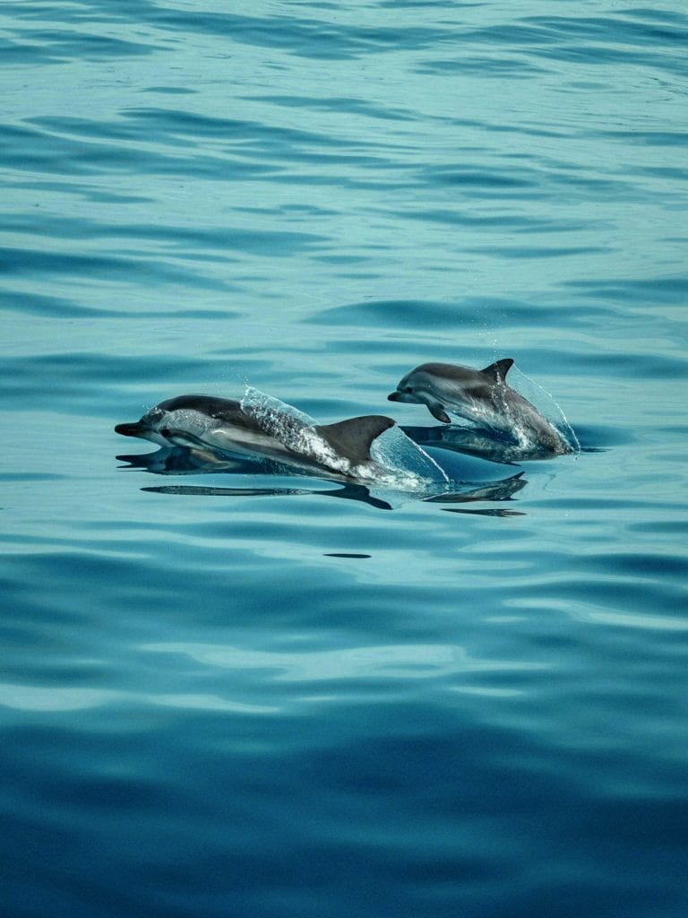 Zwei Delfine, die aus dem Wasser auftauchen. Zwei Delfine, die aus dem Wasser auftauchen.