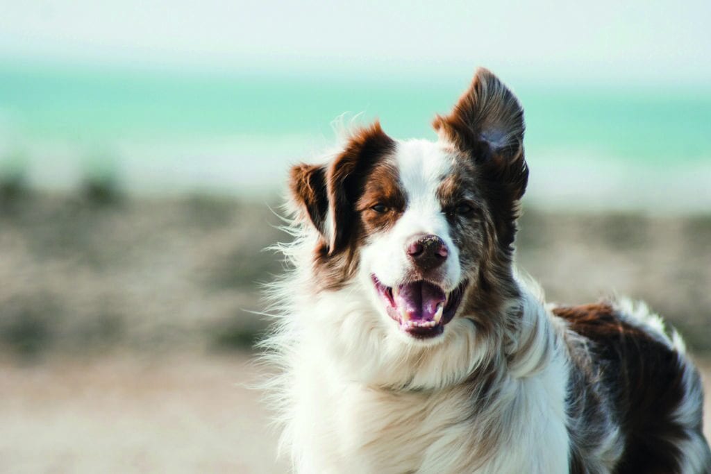 Ein Hund guckt in die Kamera am Strand.