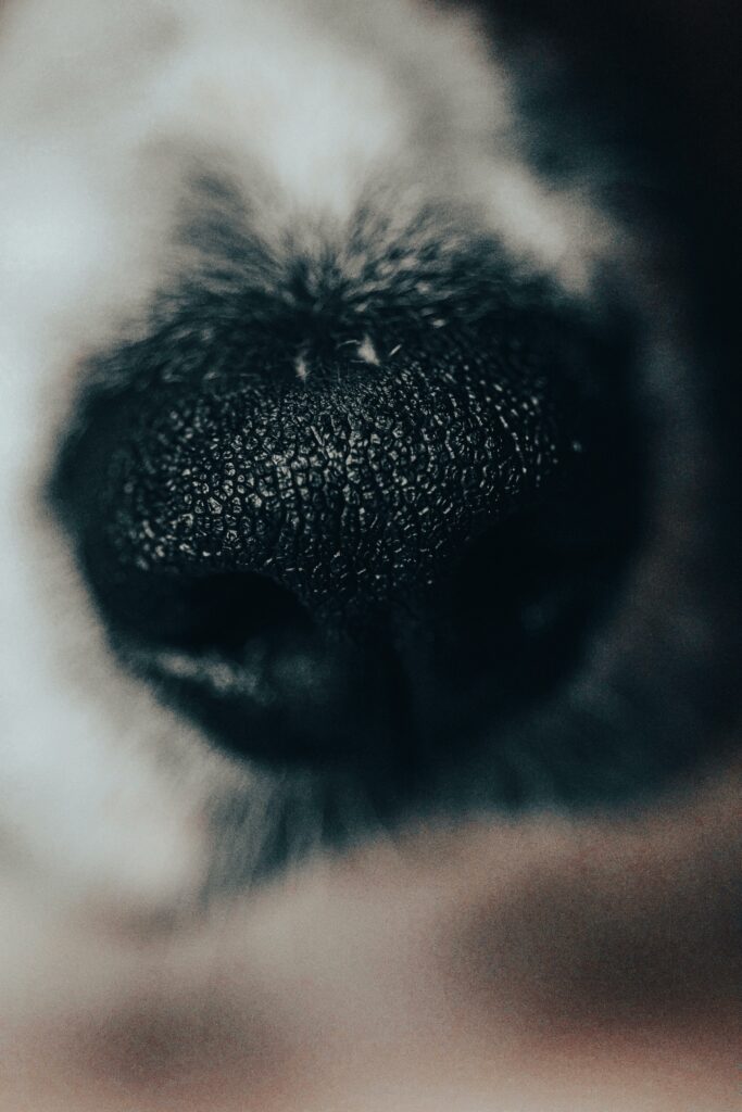 Close-Up einer Hundenase. Close-Up einer Hundenase.