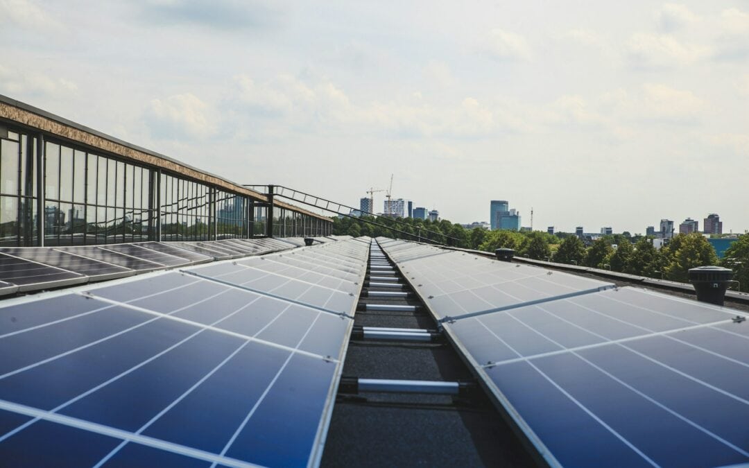 Solarenergie erstmals wichtigste EU-Stromquelle, Schafe auf Dächern