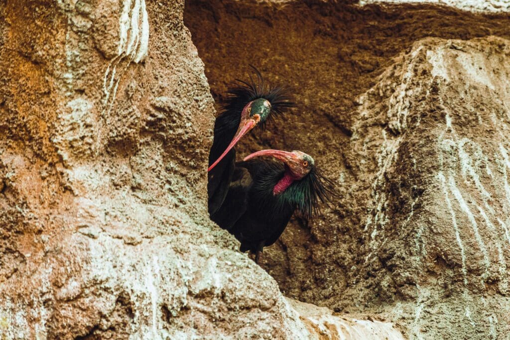 Ohne die vielfältige Tierwelt würde unser gesamtes System zusammenbrechen. Darum ist jede positive Nachricht über Tiere, Schutzprojekte und vor allem ihren positiven Einfluss auf unser alltägliches Leben eine Erfolgsnachricht, die es zu berichten und zu feiern lohnt.