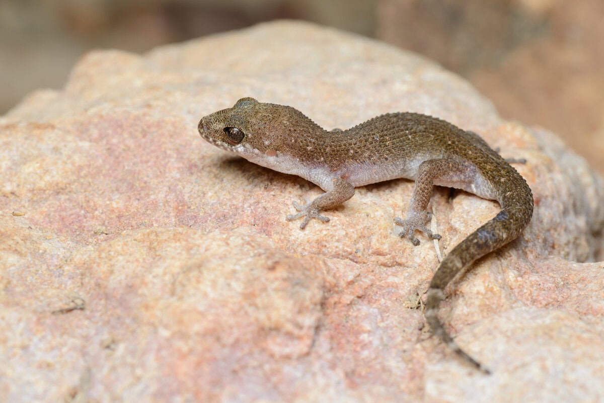 Dank Naturschutzmaßnahmen ist auf der Galápagos-Insel Rábida eine kleine Geckoart aufgetaucht, welche lange als ausgestorben galt.