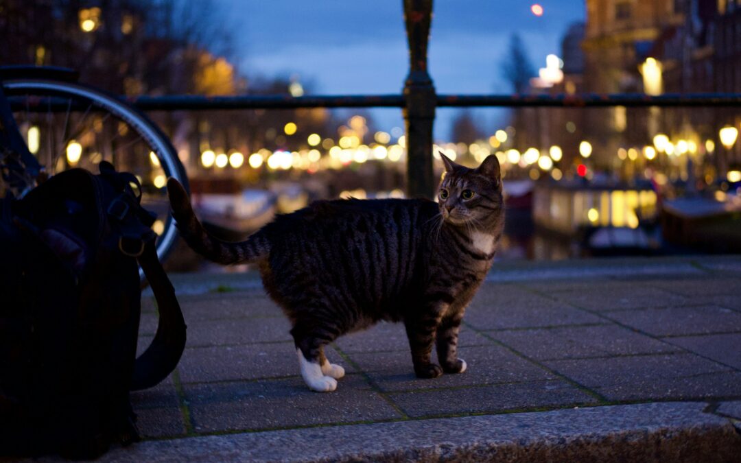 Amsterdam baut „Kattentrapjes“ – und zeigt ein Herz für Tiere
