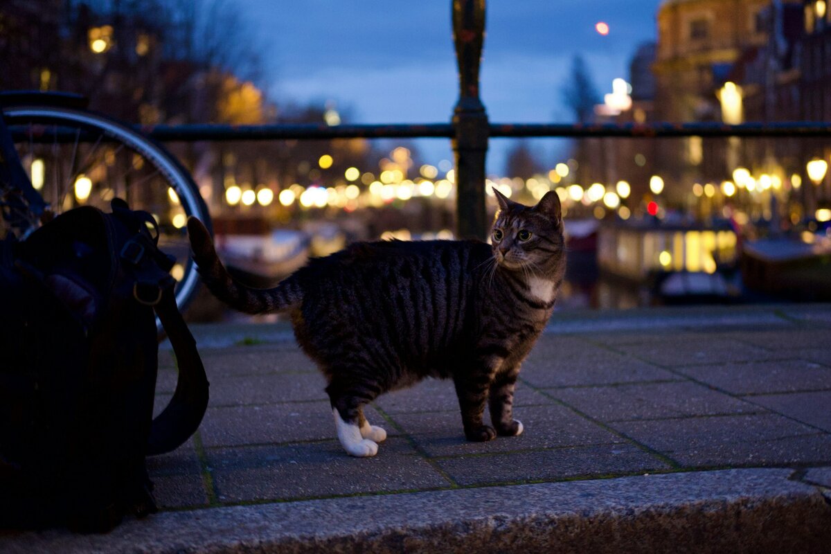 Amsterdam am Abend mit einer Katze