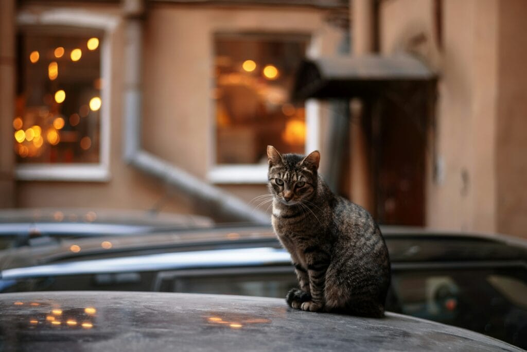 Katze in Amsterdam Katze in Amsterdam