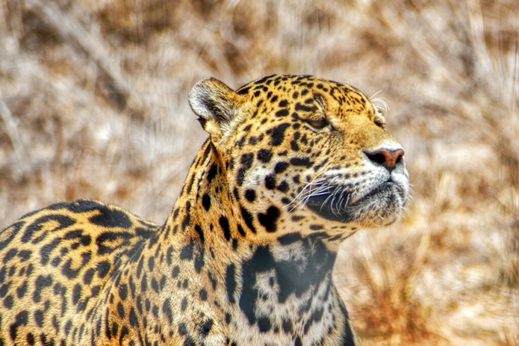 Jaguar Mexiko