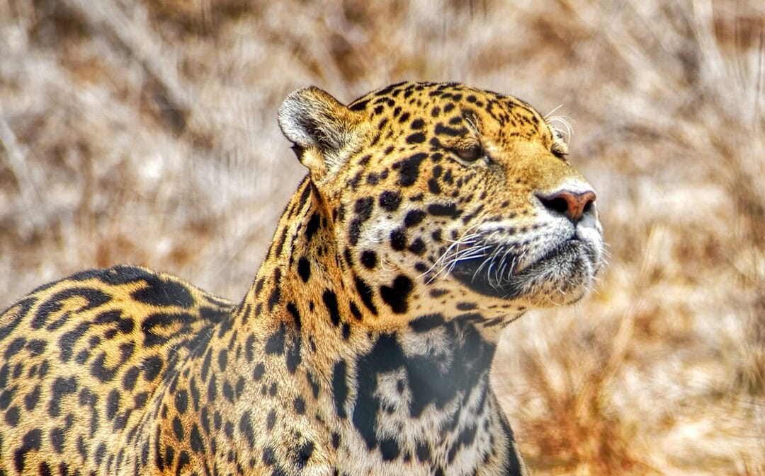 30 Prozent mehr Jaguare in Mexiko, Magnetimpulse bei Schizophrenie