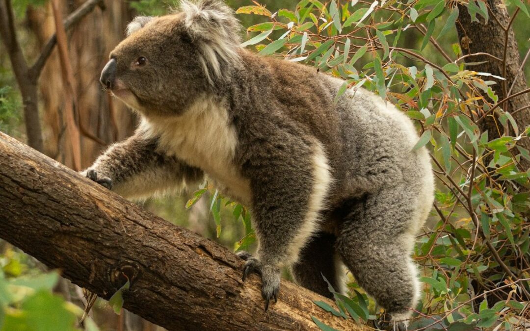 Koala Nationalpark in Australien, milliardenschwerer Tropenwald-Fonds