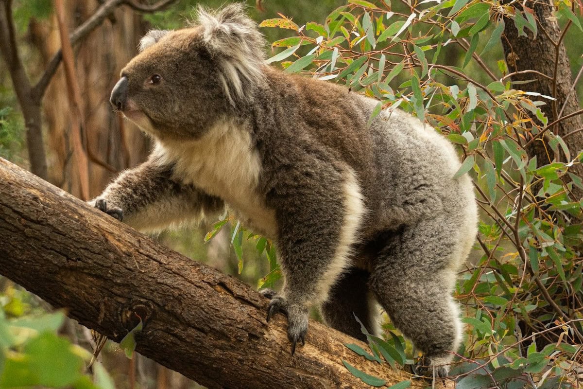 Nationalpark in Australien