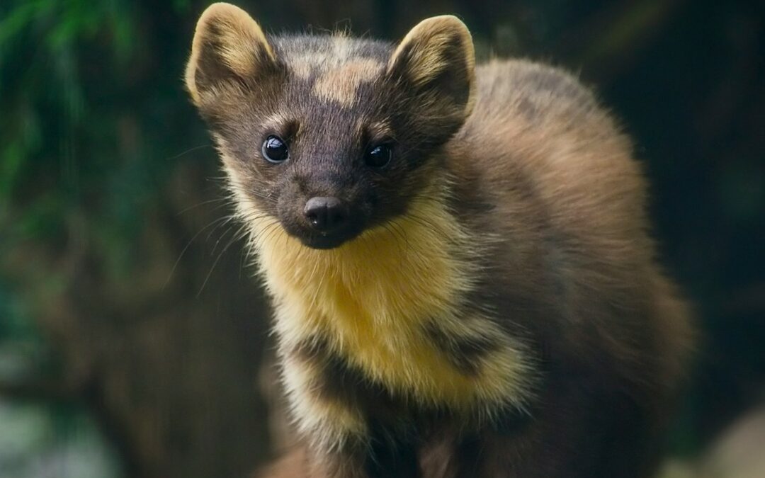 Polen: Ende für Pelzfarmen aus Tierschutzgründen
