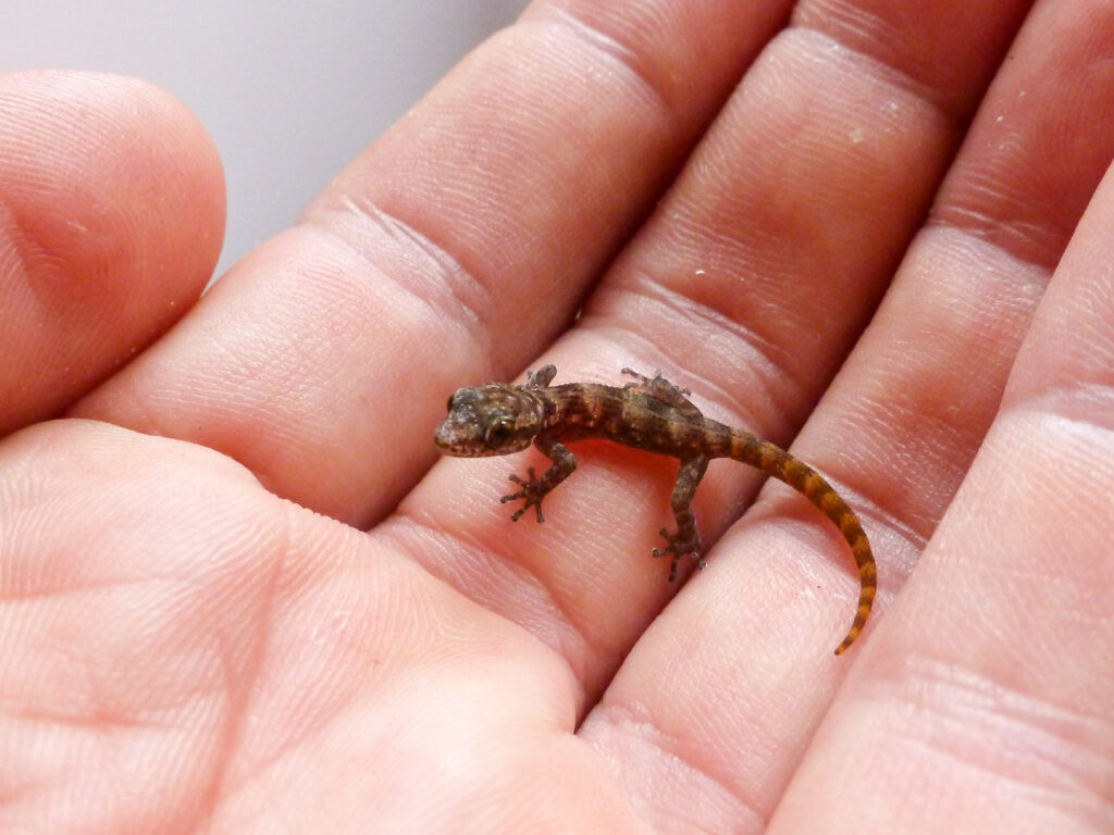 Rabida Gecko Credit Island Conservation
