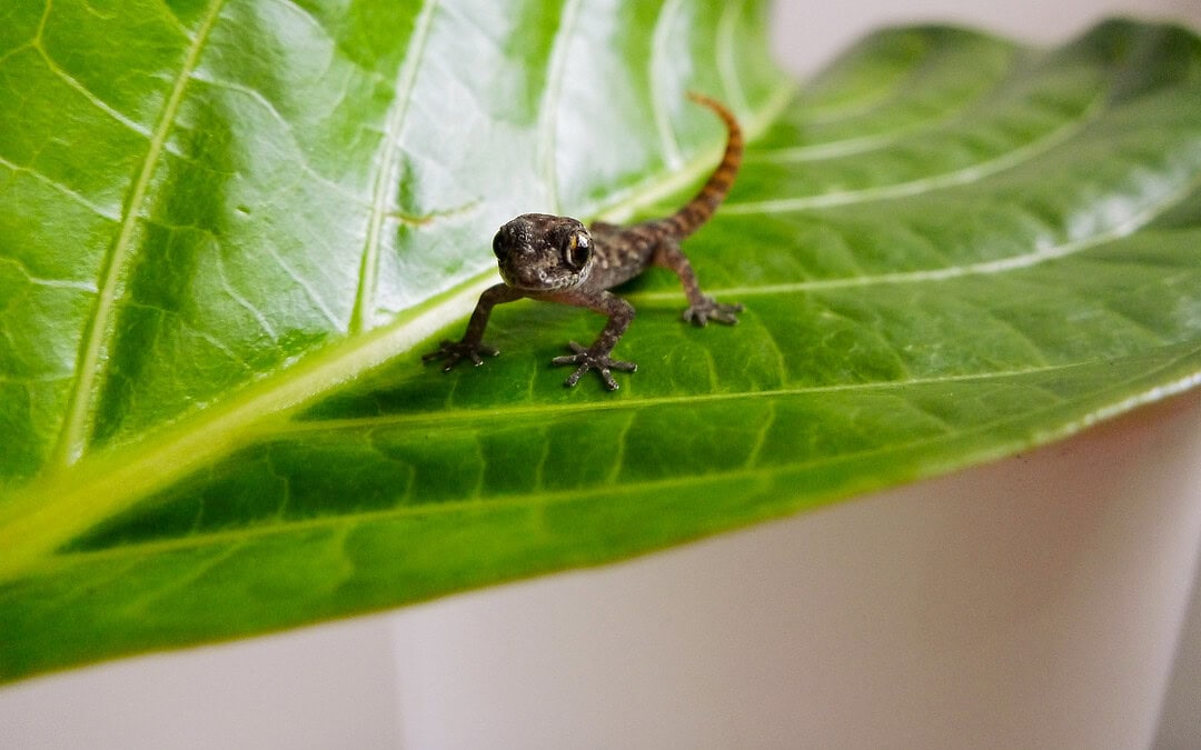 Kleine Geckoart wiederentdeckt