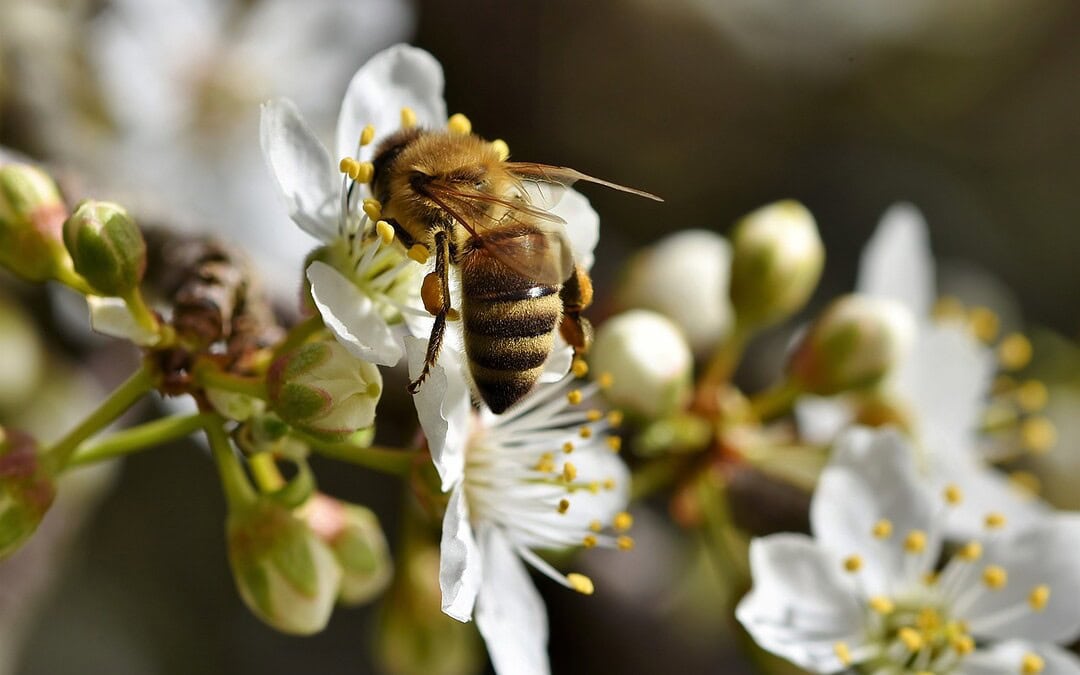 Frankreich hält Pestizid-Verbot zum Schutz der Bienen aufrecht