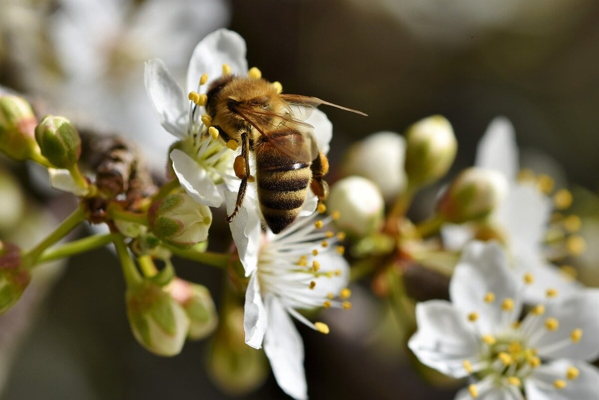 https://pixabay.com/photos/bee-honey-bee-insect-pollen-nectar-4931194/