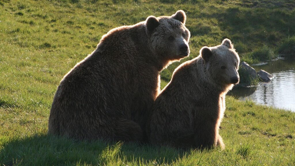 brown bears 3554668 1280