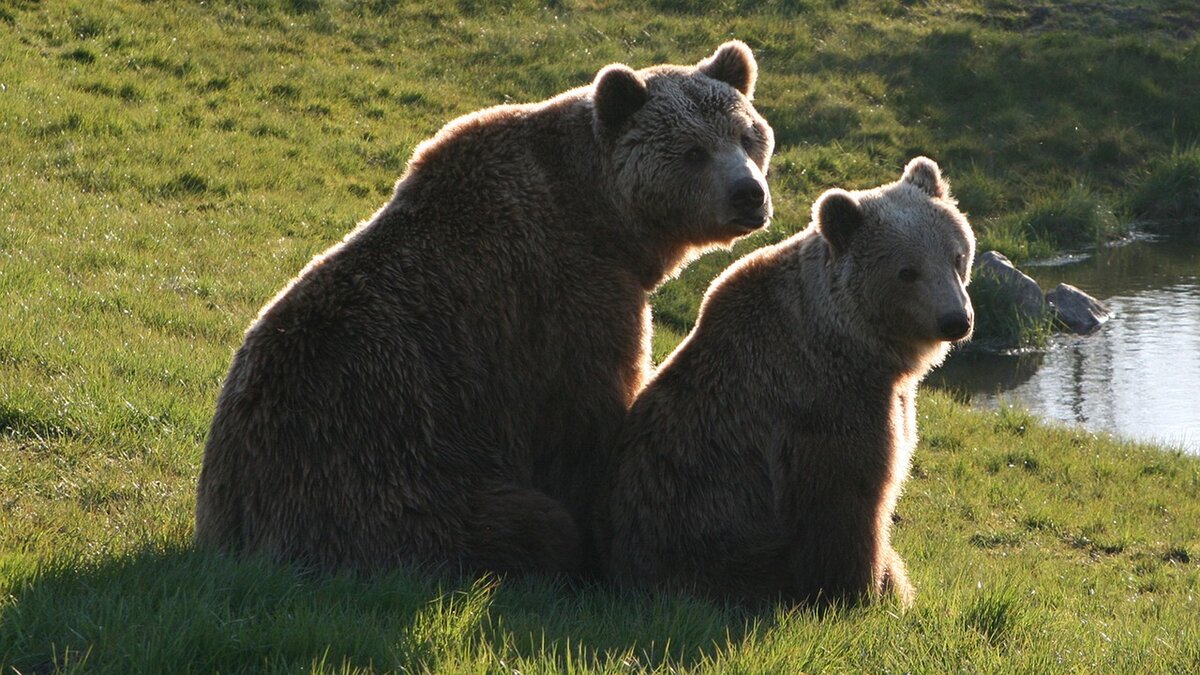 brown bears 3554668 1280