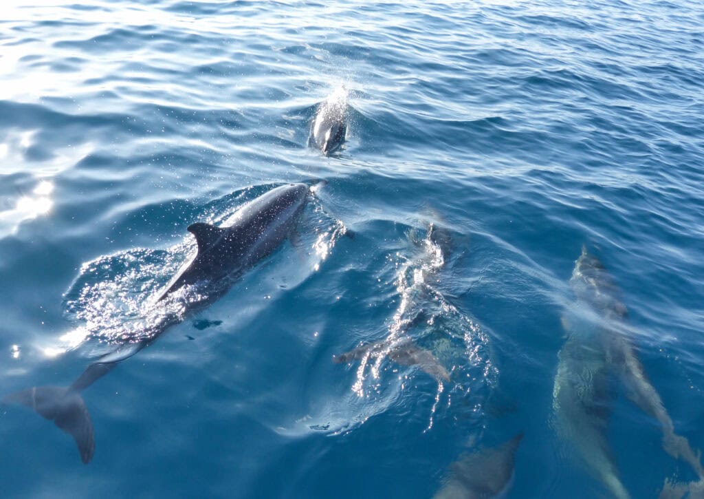 Symbolbild: Delfine suchen Wale als Spielgefährten - depositphotos https://depositphotos.com/de/photo/define-accompany-tour-boat-maldives-273647658.html