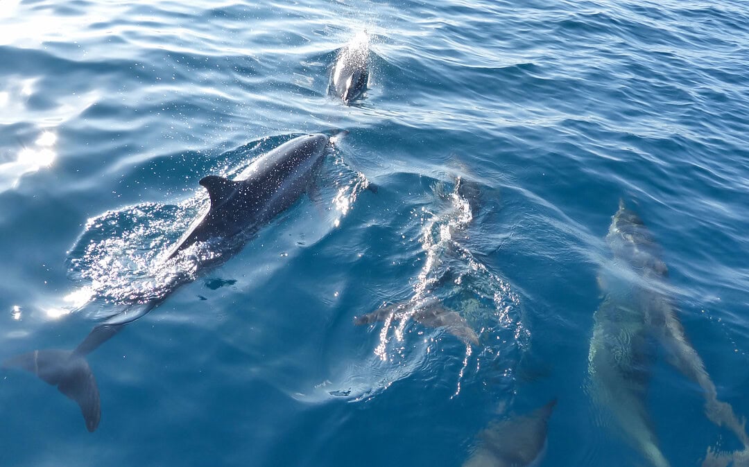Studie zeigt: Wale und Delfine spielen gemeinsam im Meer