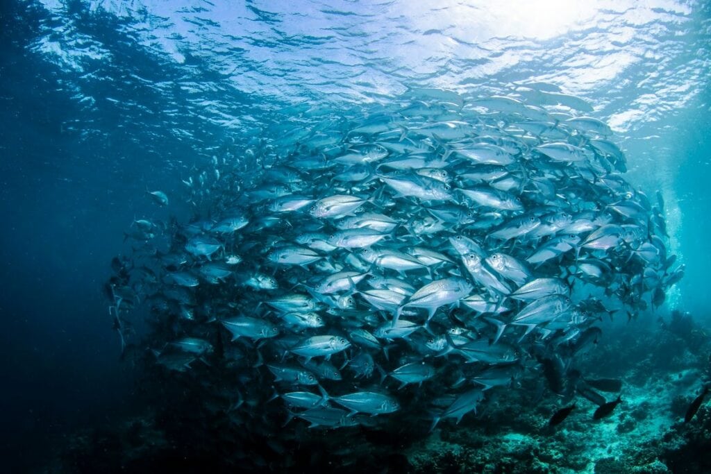 Fischschwarm