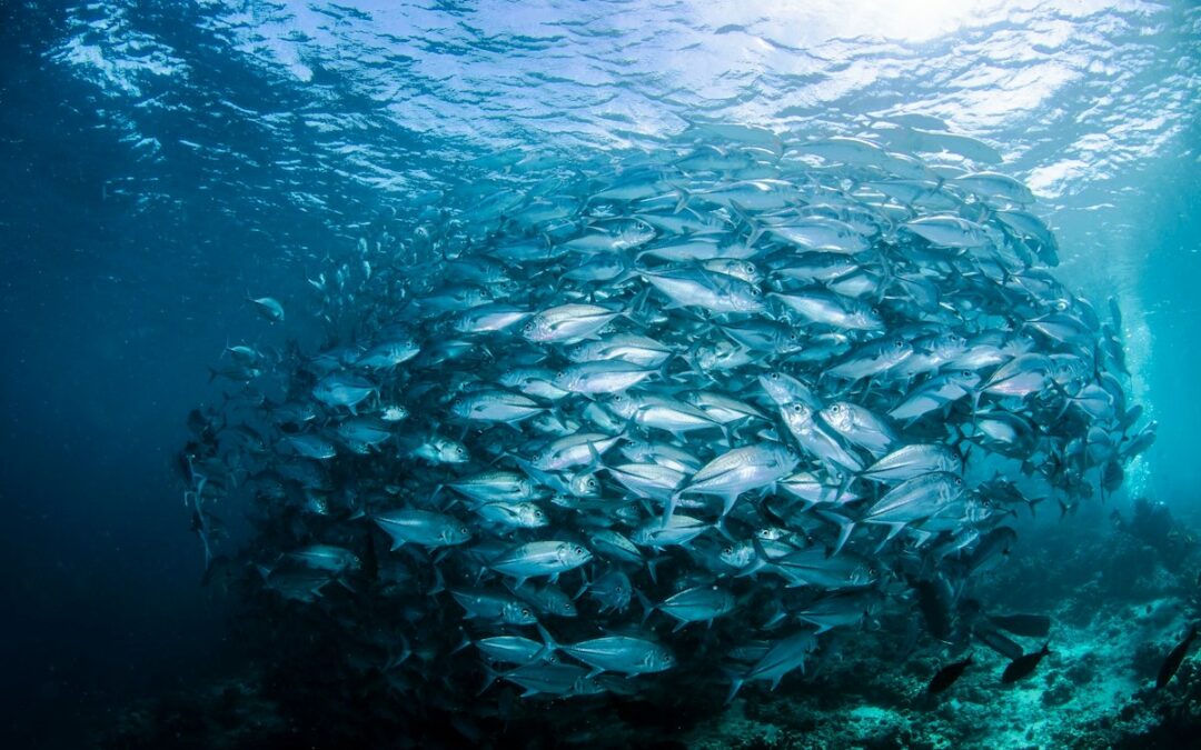 Best of: Abkommen für nachhaltige Fischerei, Pelzproduktion bricht ein