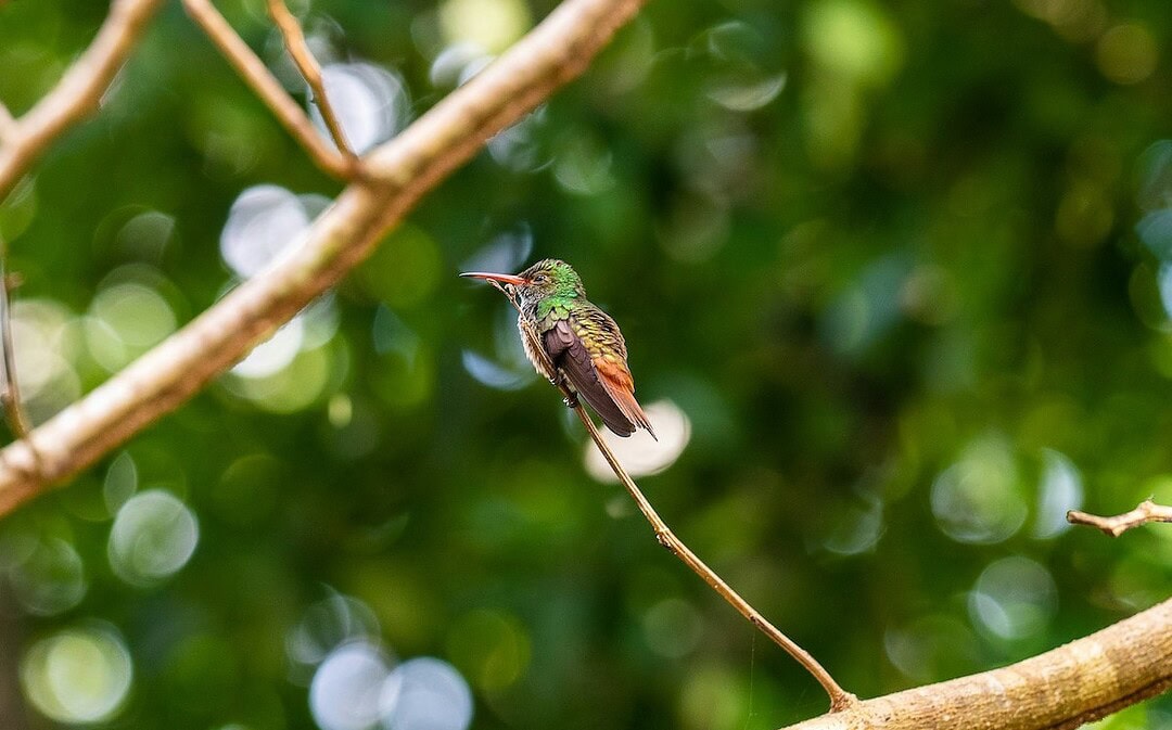 Brasilien startet Tropenschutz-Fonds, Siegeszug der Wärmepumpe