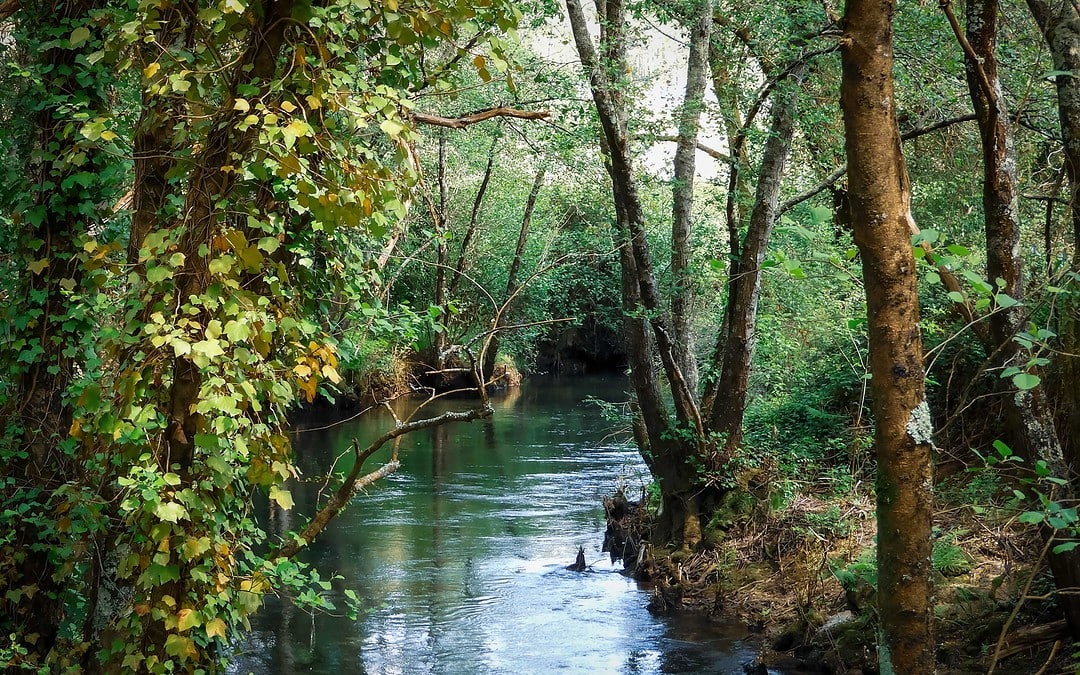 Weniger Rodungen im brasilianischen Regenwald