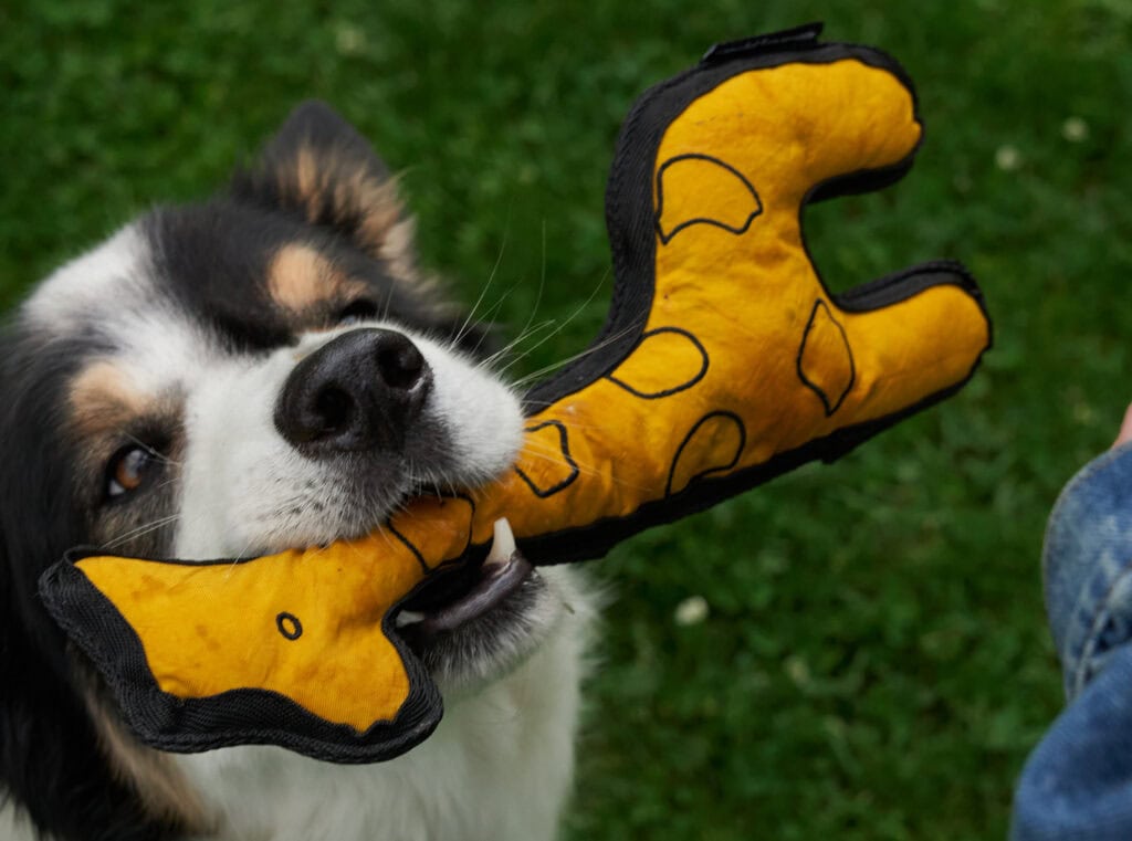 Glücklicher Hund mit Spielzeug von Redoggo ; Fotocredits: Katharina Hermanns / Redoggo