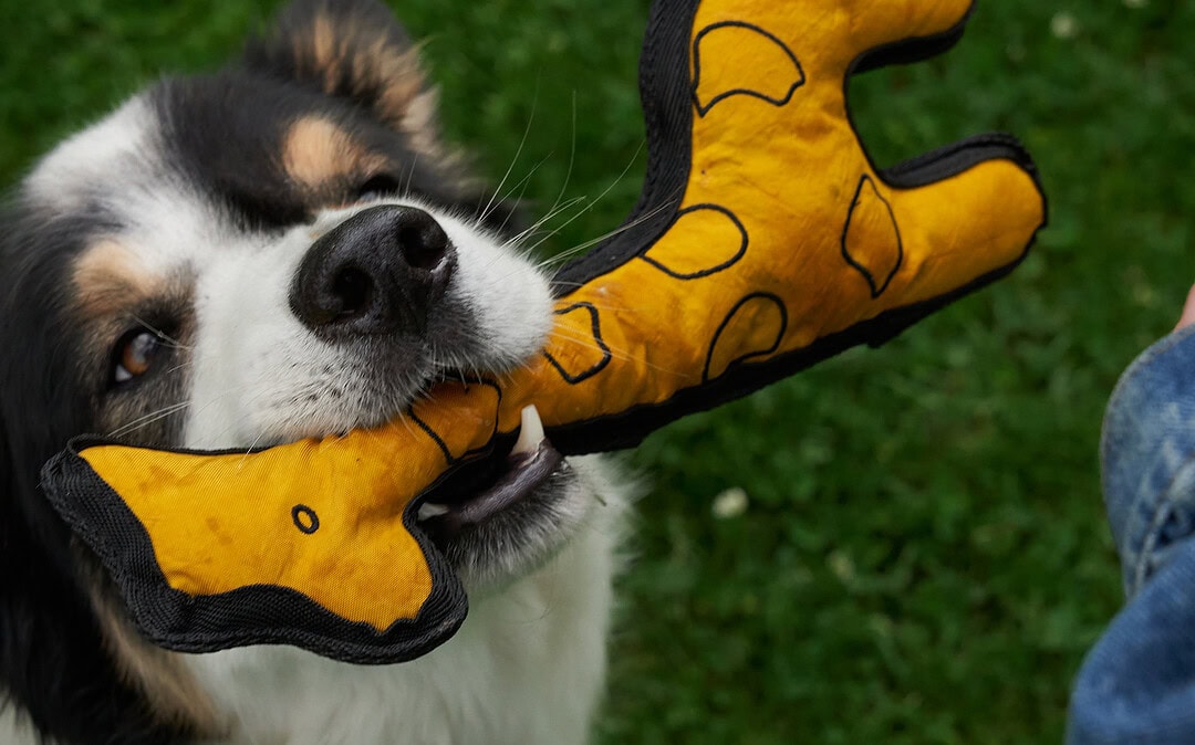 Redoggo: Nachhaltiges Hundezubehör neu gedacht