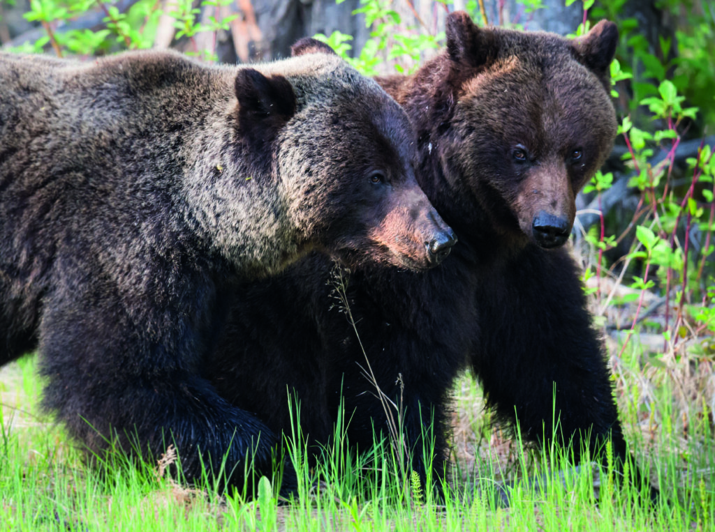 Depositphotos 344106842 XL