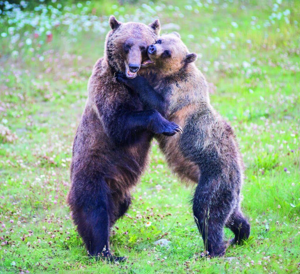 Liebesgeschichten aus dem Tierreich Bären