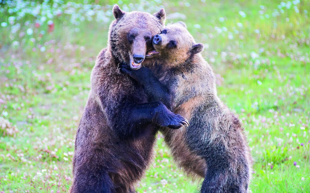 5 wahre Liebesgeschichten aus dem Tierreich