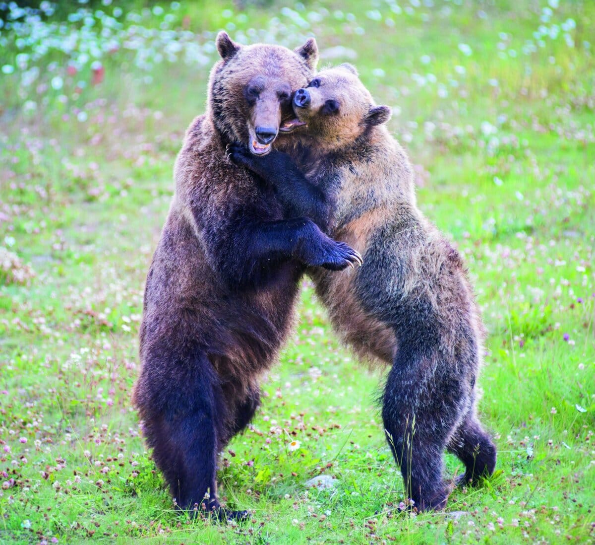 Liebesgeschichten aus dem Tierreich Bären
