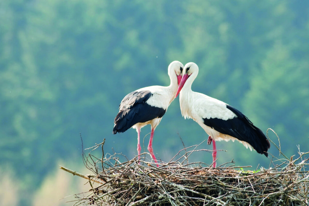 Depositphotos 7233205 XL