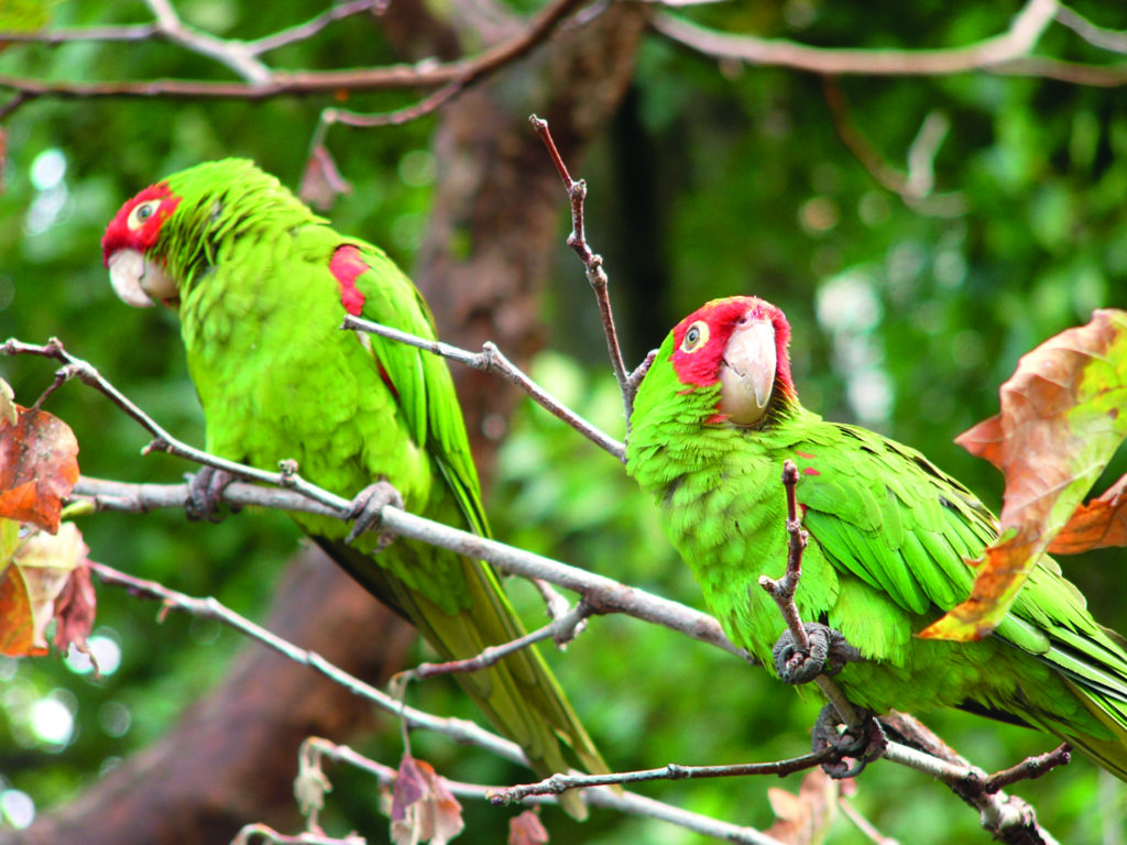Red masked Parakeet Aratinga erythrogenys in a tree
