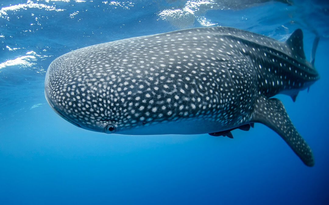 Best of Dezember: Historischer Schutz für Haie, längste Stadtseilbahn Europas