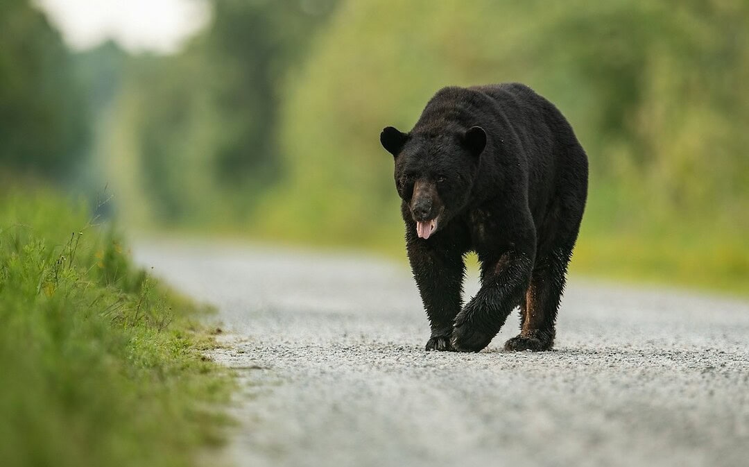 Größte Wildtierbrücke Nordamerikas, Großbritannien zurück bei Erasmus