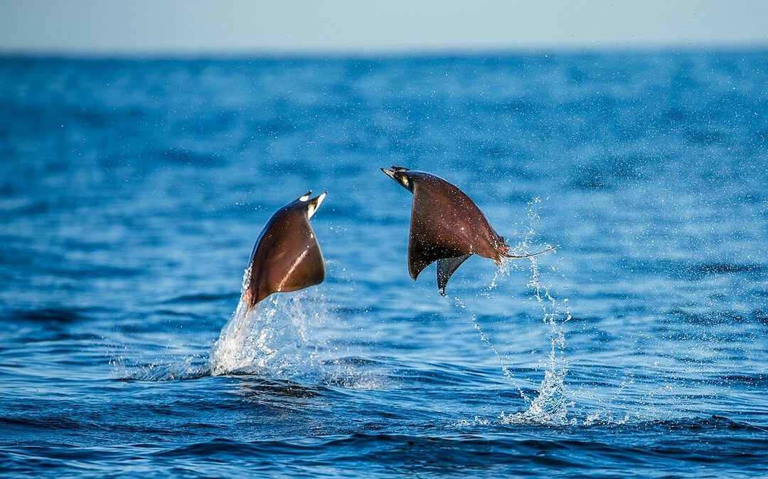 „Historischer“ Schutz für Haie und Rochen, Schweiz stoppt Kükentöten
