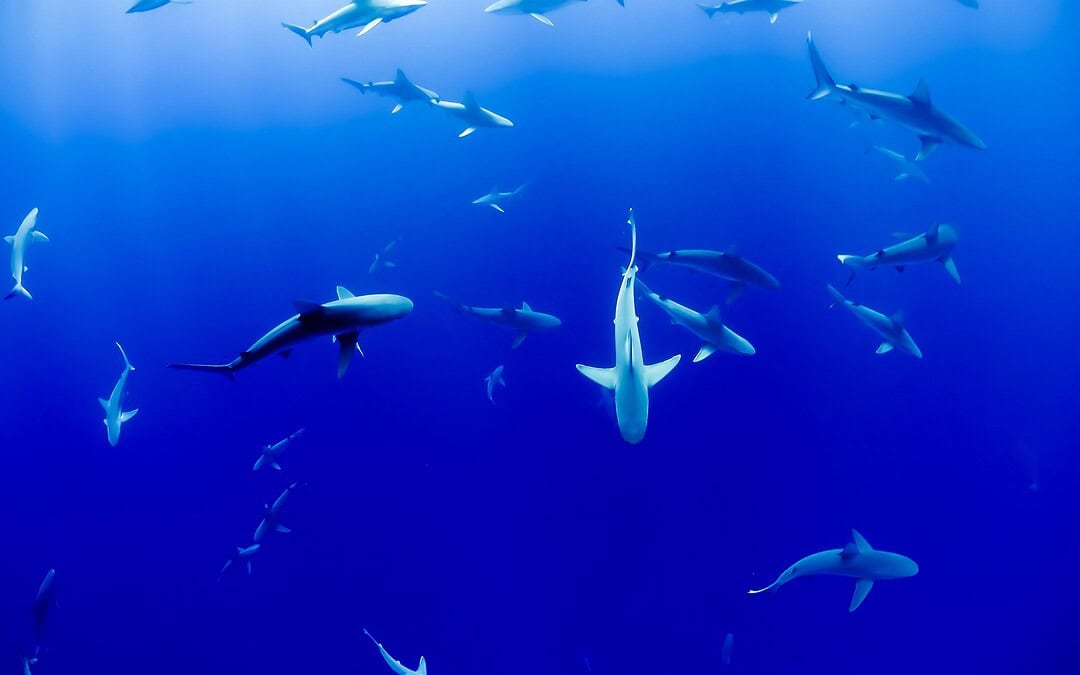 Artenschutzkonferenz beschließt mehr Schutz für Haie und Rochen