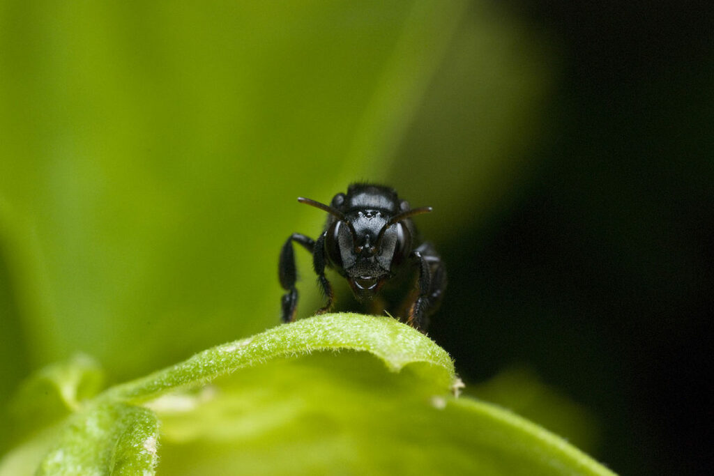 Stachellose Biene Trigona spinipes