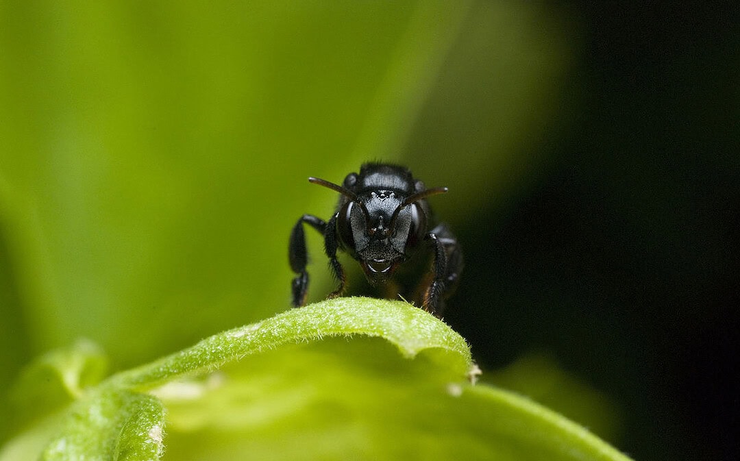 Eigene Rechte für Amazonas-Biene, Zero-Waste-Windpark
