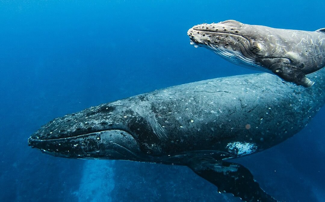 „Jahrhundert-Abkommen“ tritt in Kraft, Erfolg im Kampf gegen gefährliche Augenkrankheit, Tierführerschein