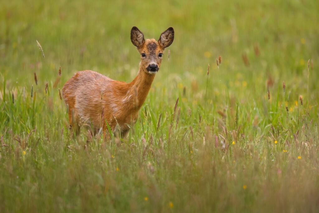 Neue Tierbrücke verbindet Lebensräume und rettet Tiere