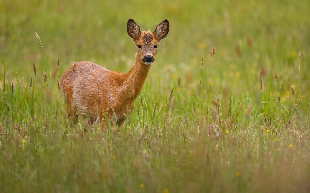Neue Tierbrücke verbindet Lebensräume