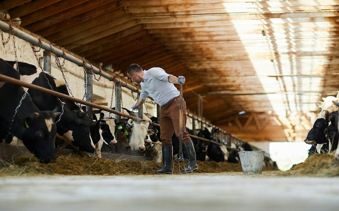 Niedersachsen stoppt Anbindehaltung von Rindern, erste Buchmesse in Syrien nach Diktatur
