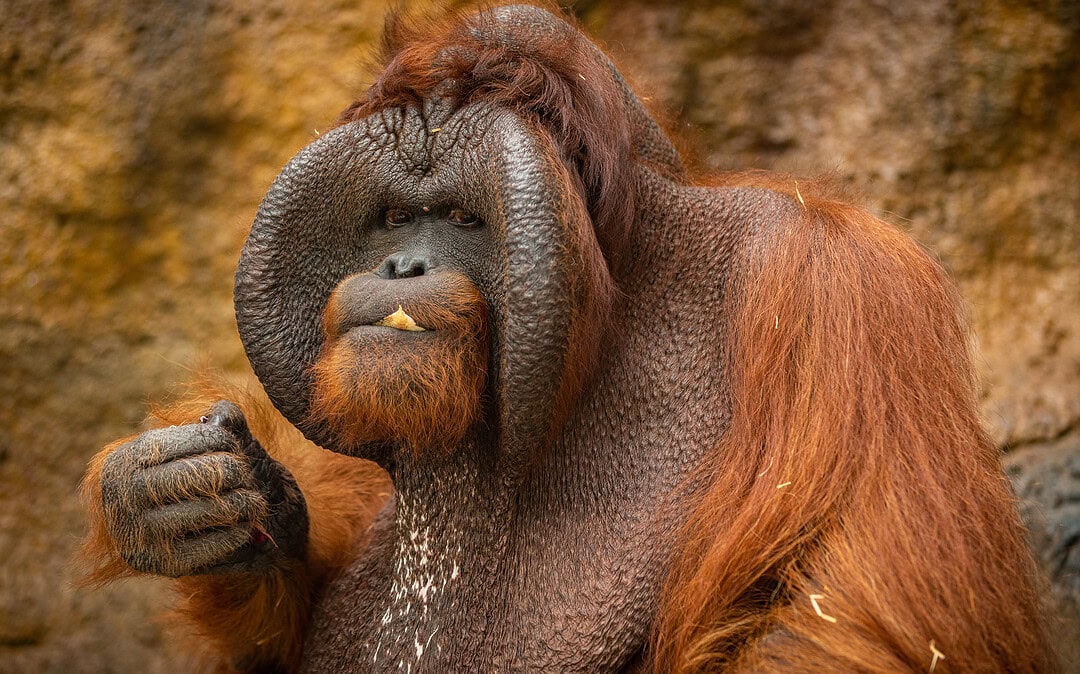 Orang-Utans sollen besser geschützt werden