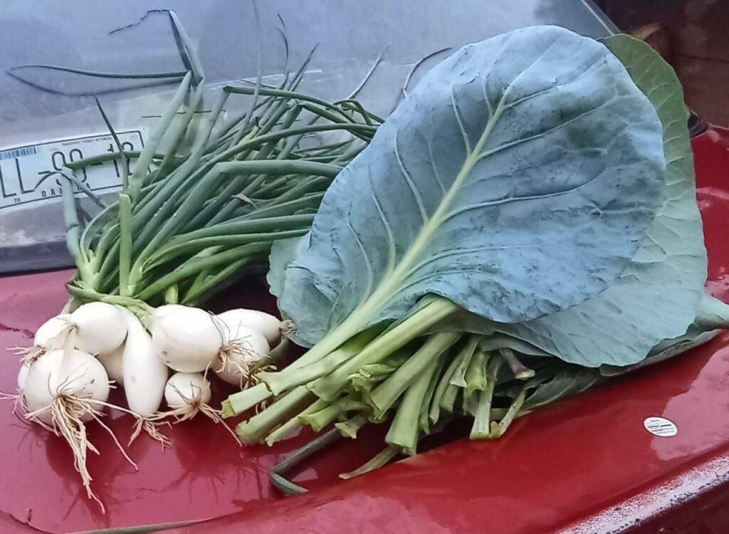 Ernte unserer Arbeit Zwiebeln und Kohl 1