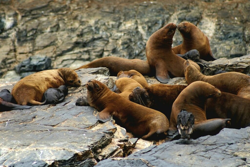 Fur seals Chile