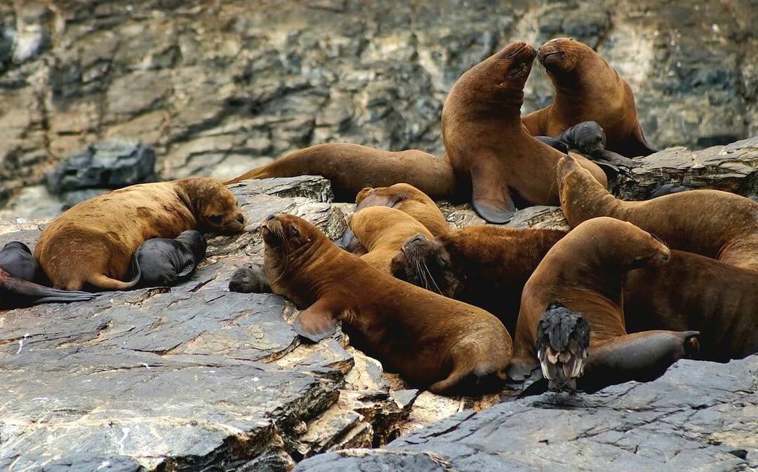 Chile plant riesiges Meeresschutzgebiet, 10-Punkte-Plan zum Schutz von Frauen