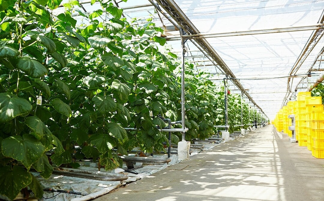 Mülldeponie nutzt Biogas zum Gemüseanbau, E-Reisebus stellt Rekord auf