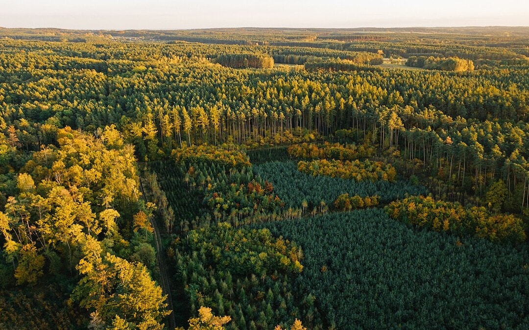 Europas Wälder wachsen, erstes „Schwarmkraftwerk“ der Welt